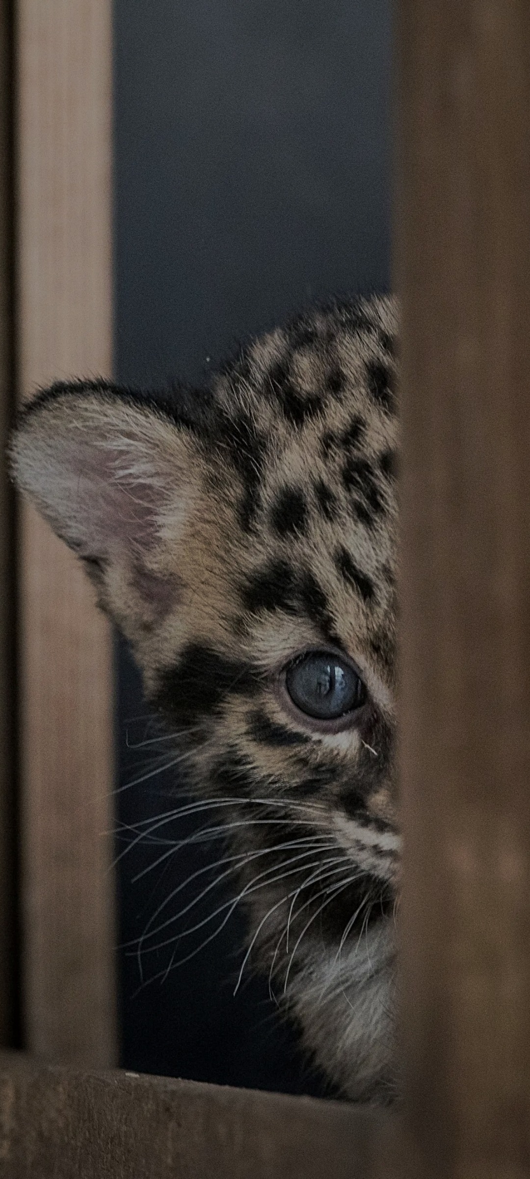 Profilo di François